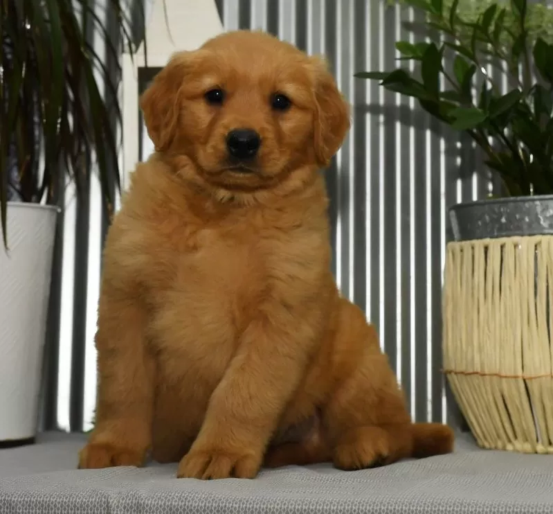 Buddy