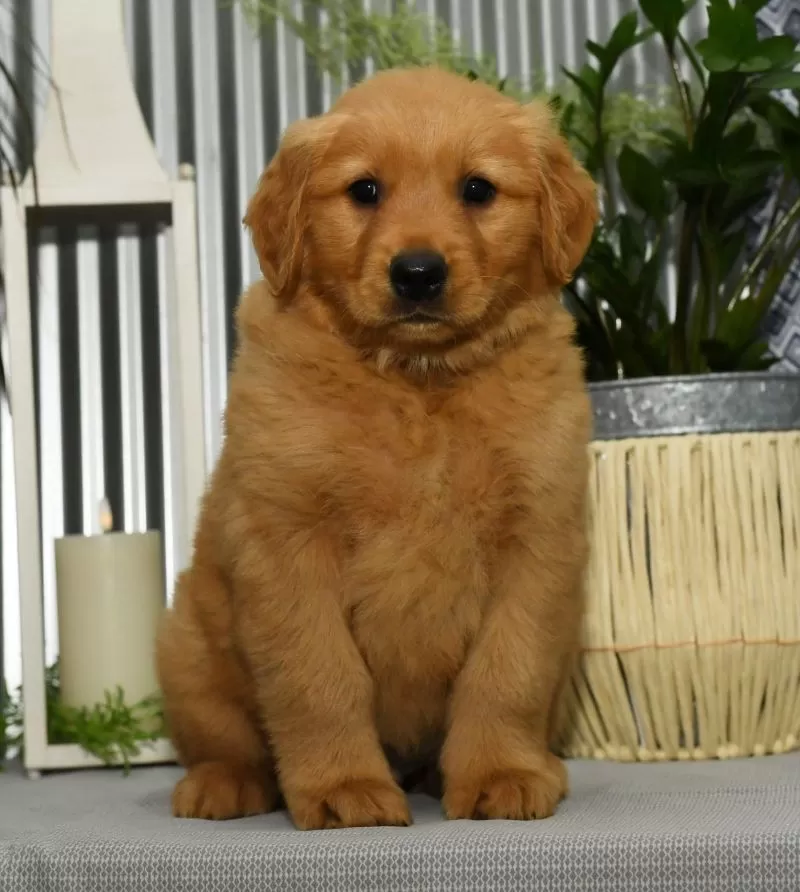 Buddy
