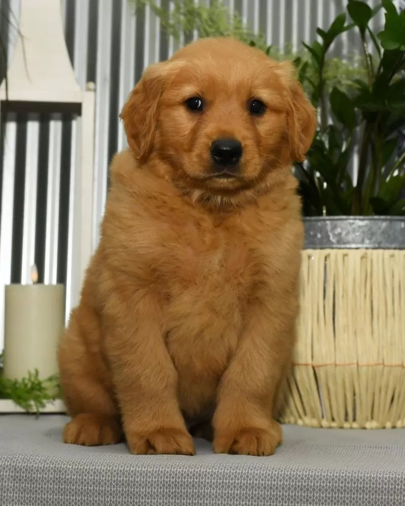 Buddy