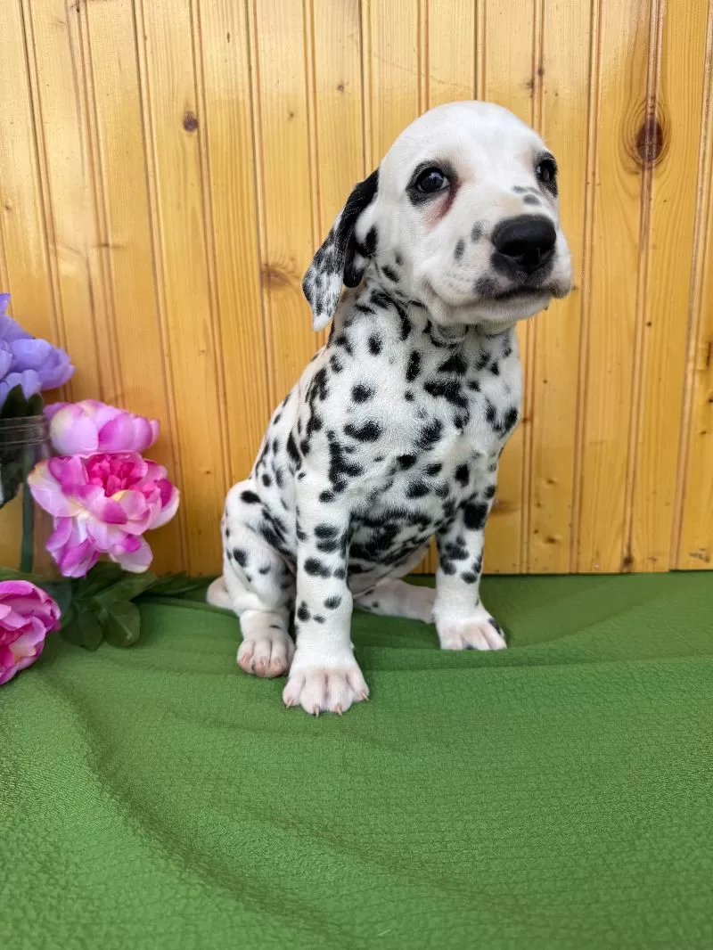Gracie