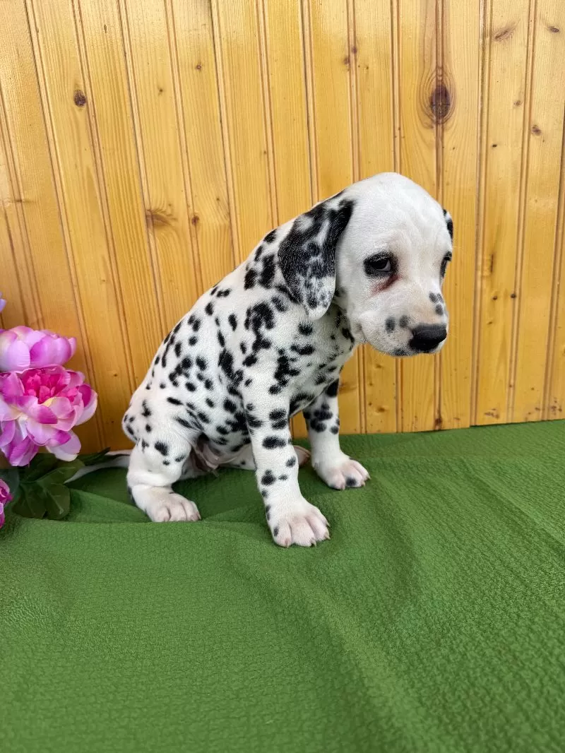 Gracie