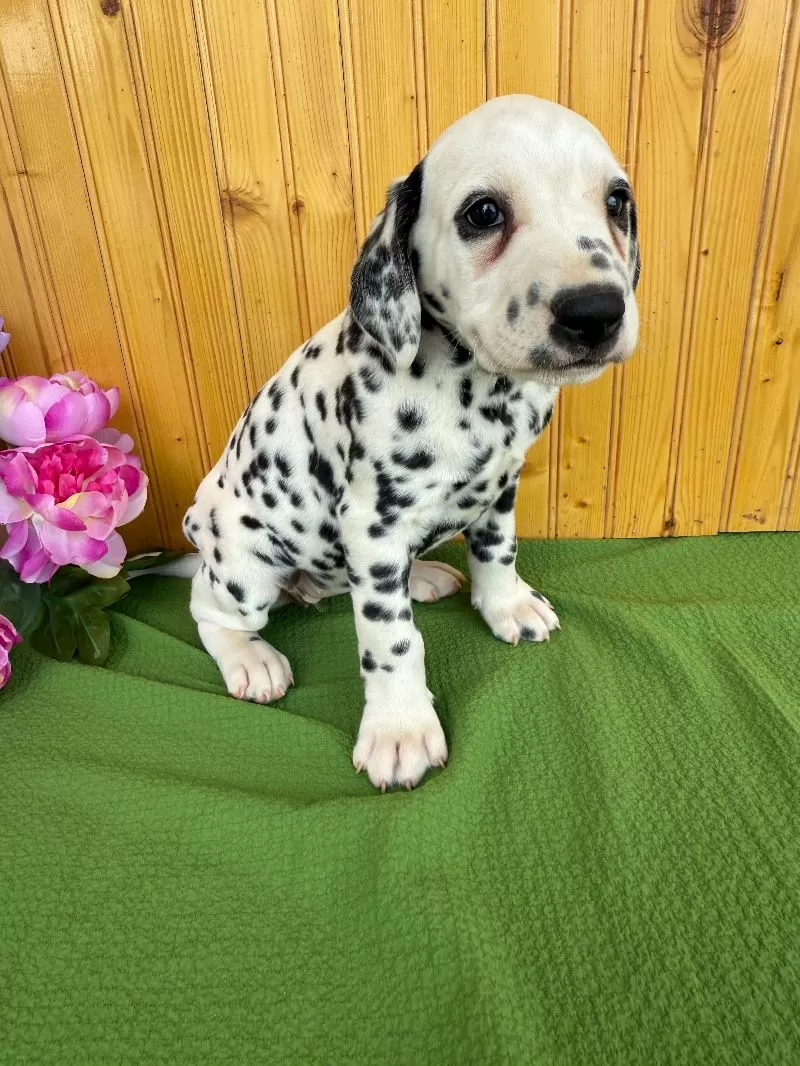 Gracie