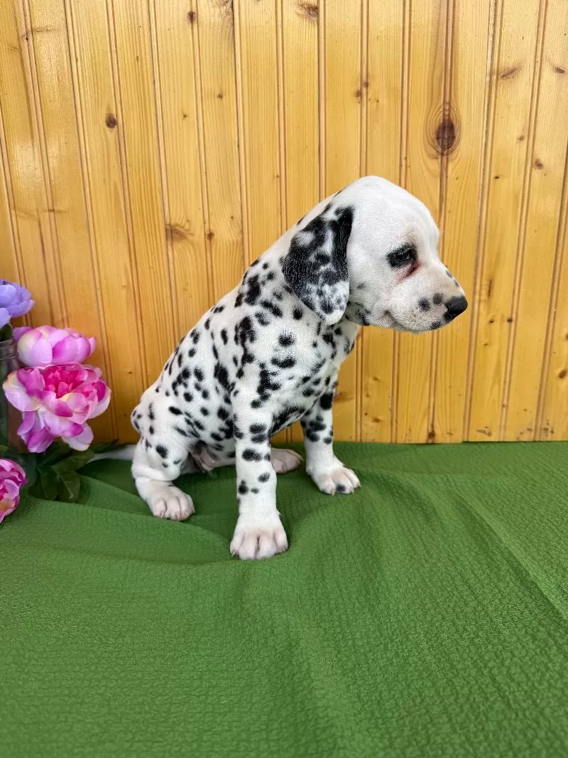 Gracie