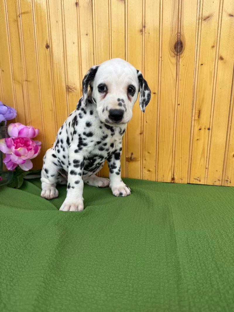 Gracie