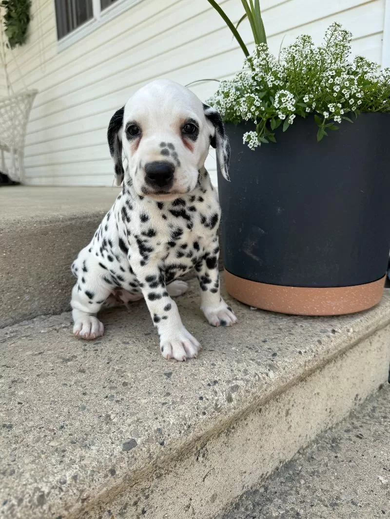 Gracie
