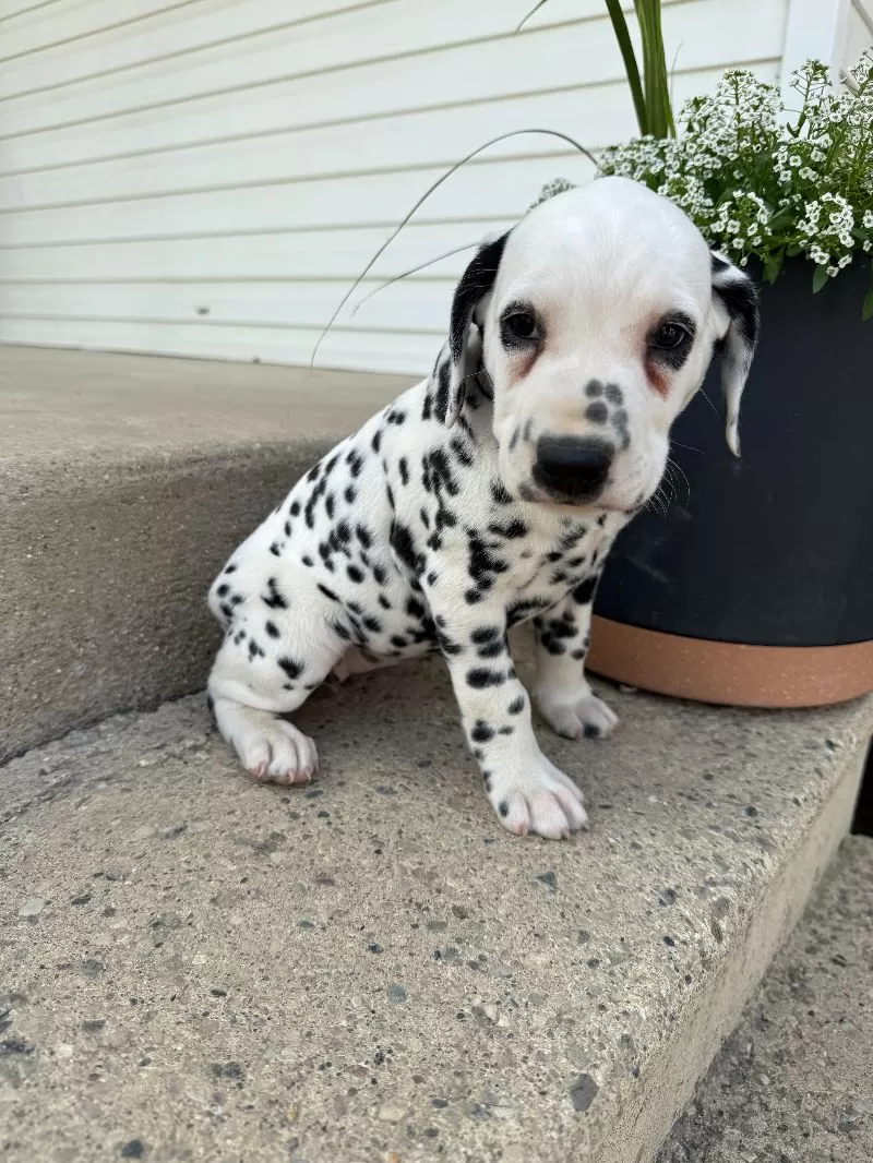 Gracie