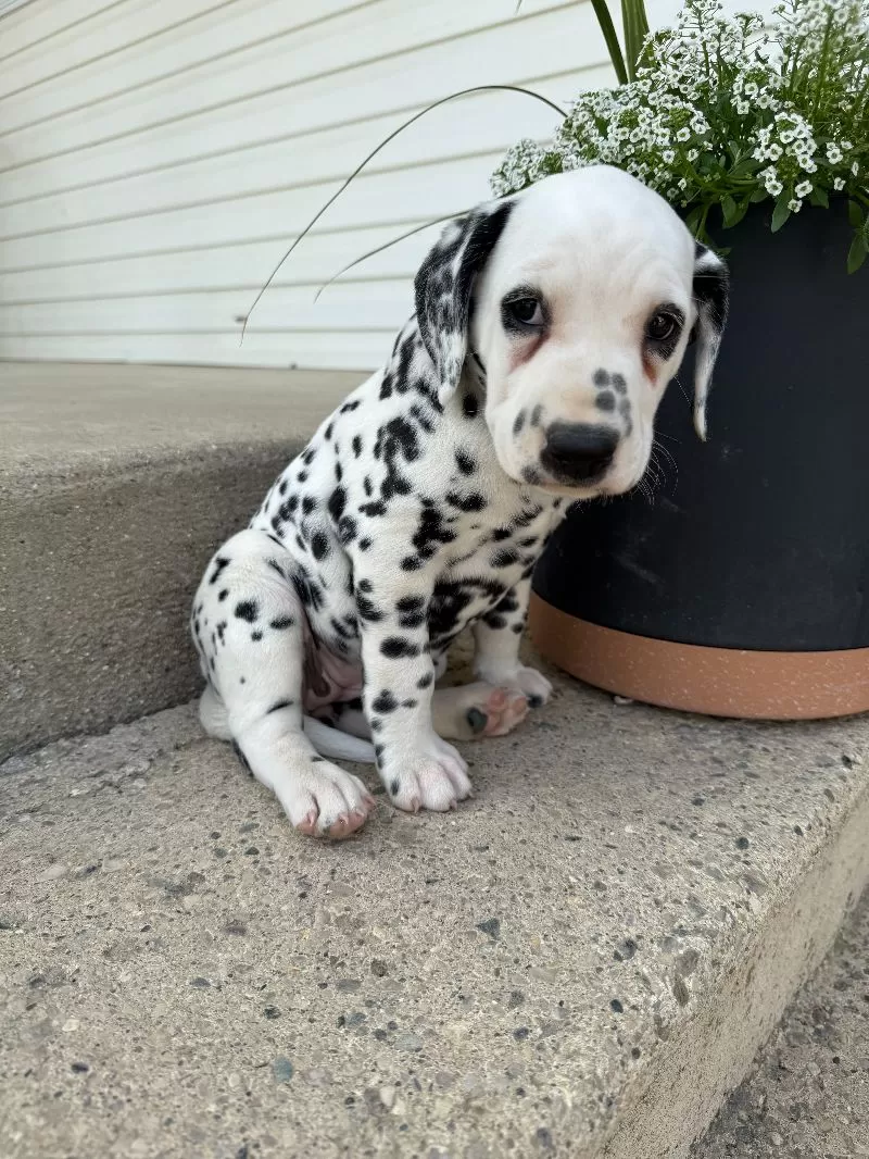 Gracie