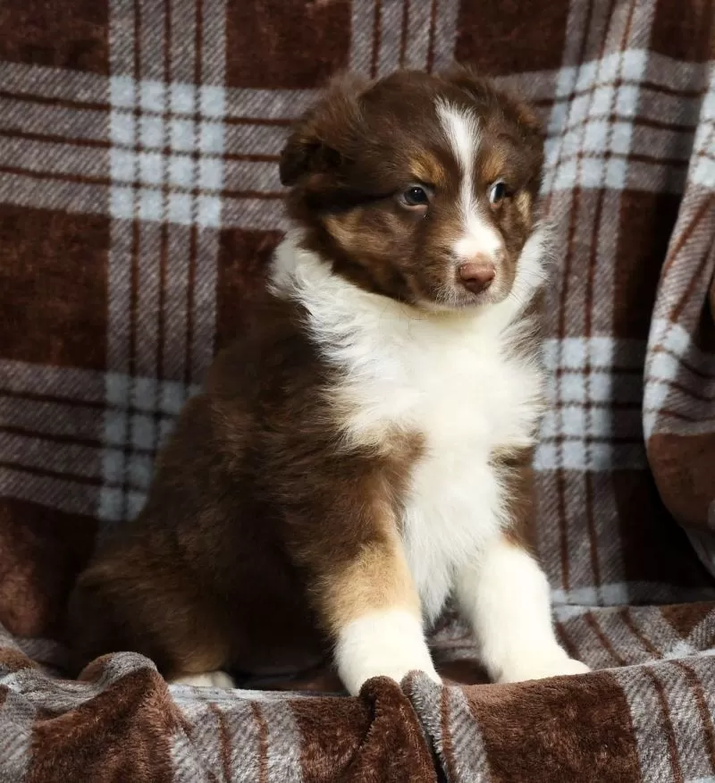 Buster