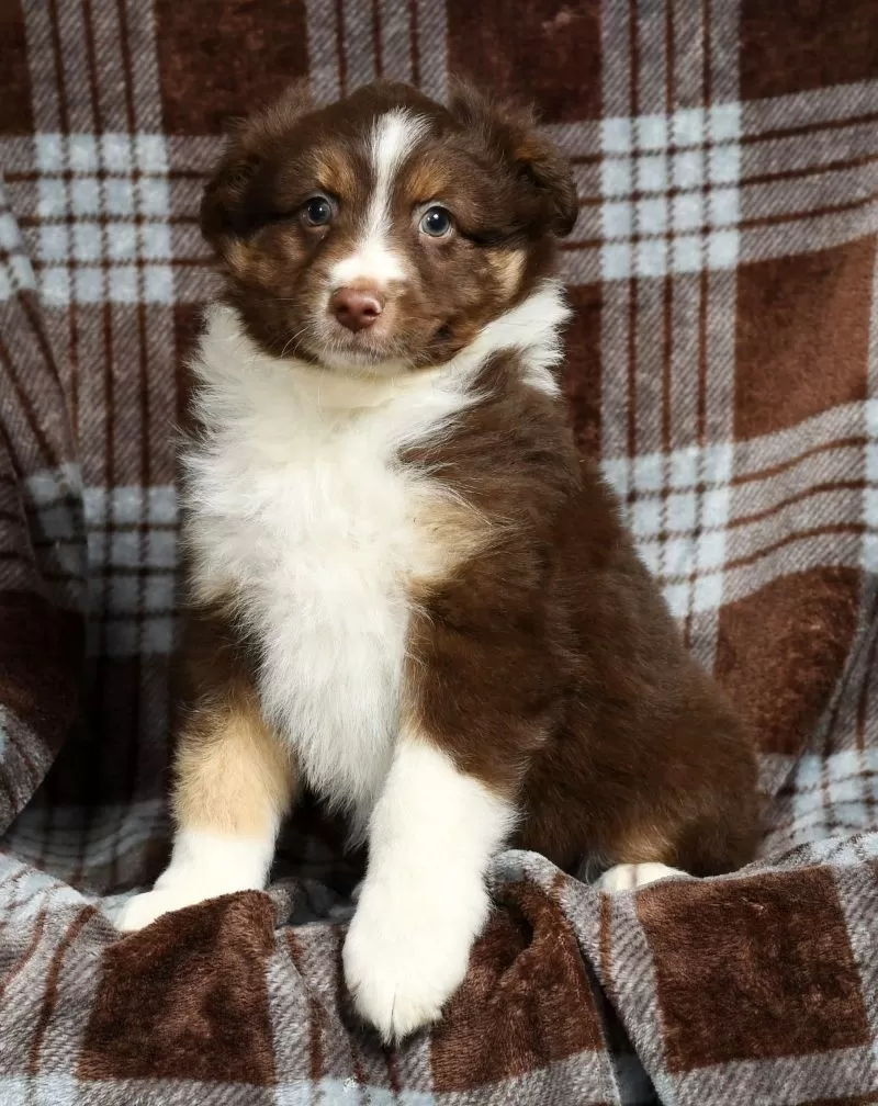 Buster