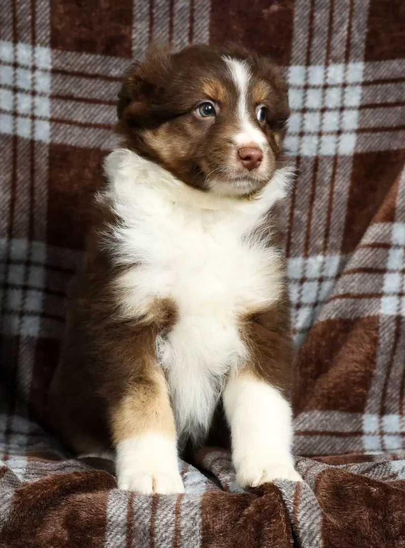 Buster