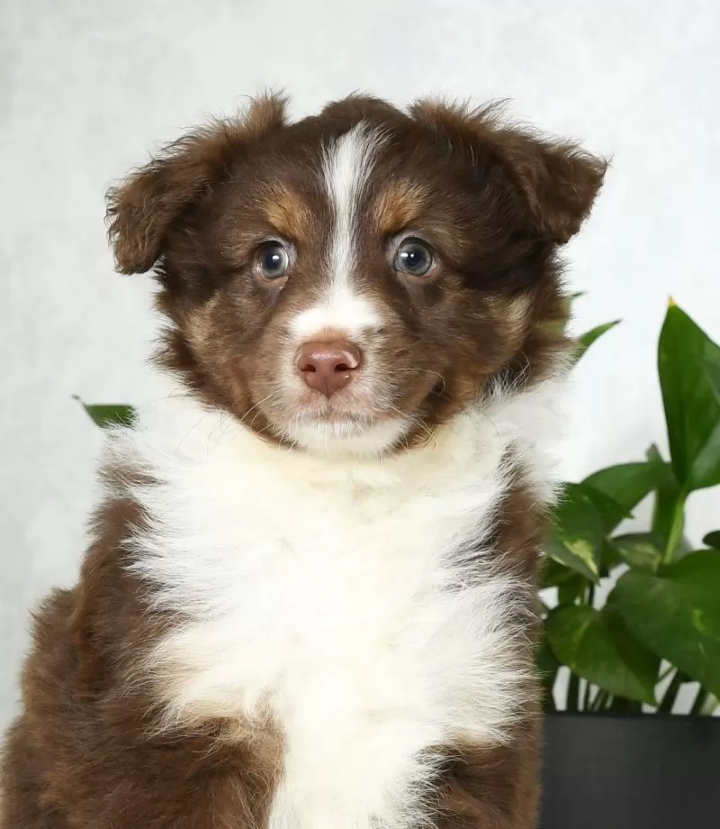 Buster