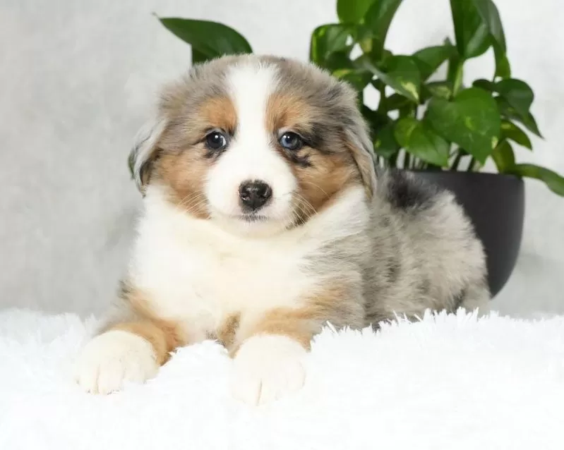 Bailey