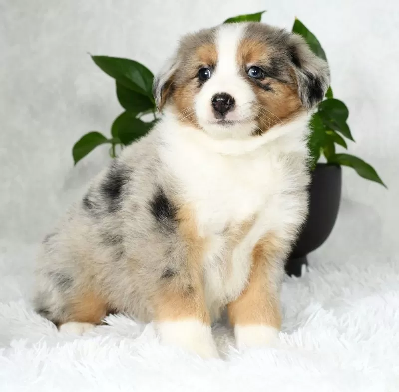 Bailey