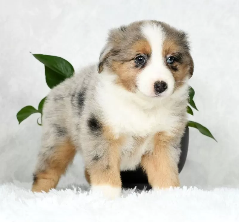 Bailey