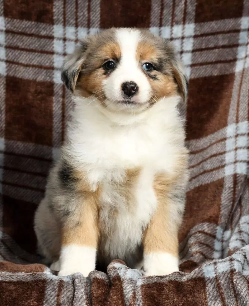Bailey