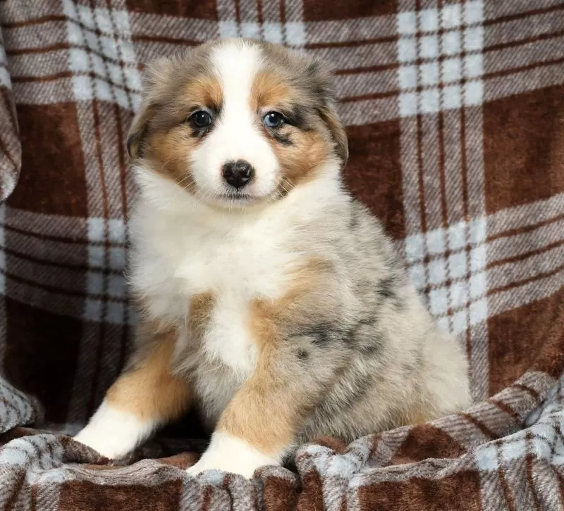 Bailey
