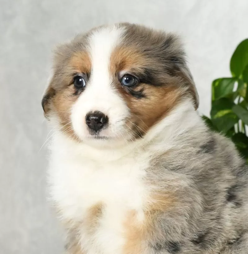 Bailey