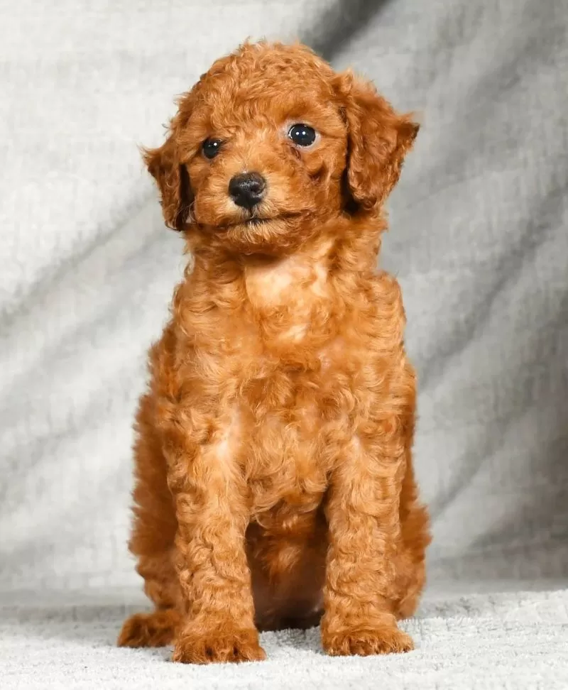 Dixie