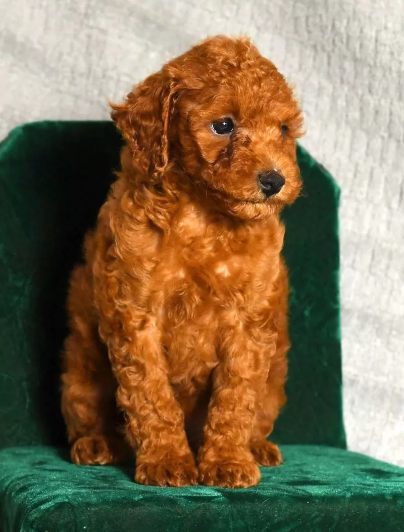 Dixie