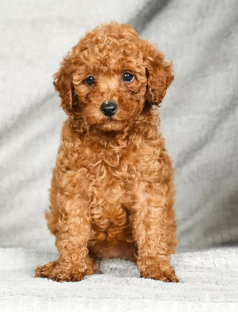 Darla
