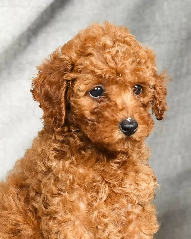 Darla