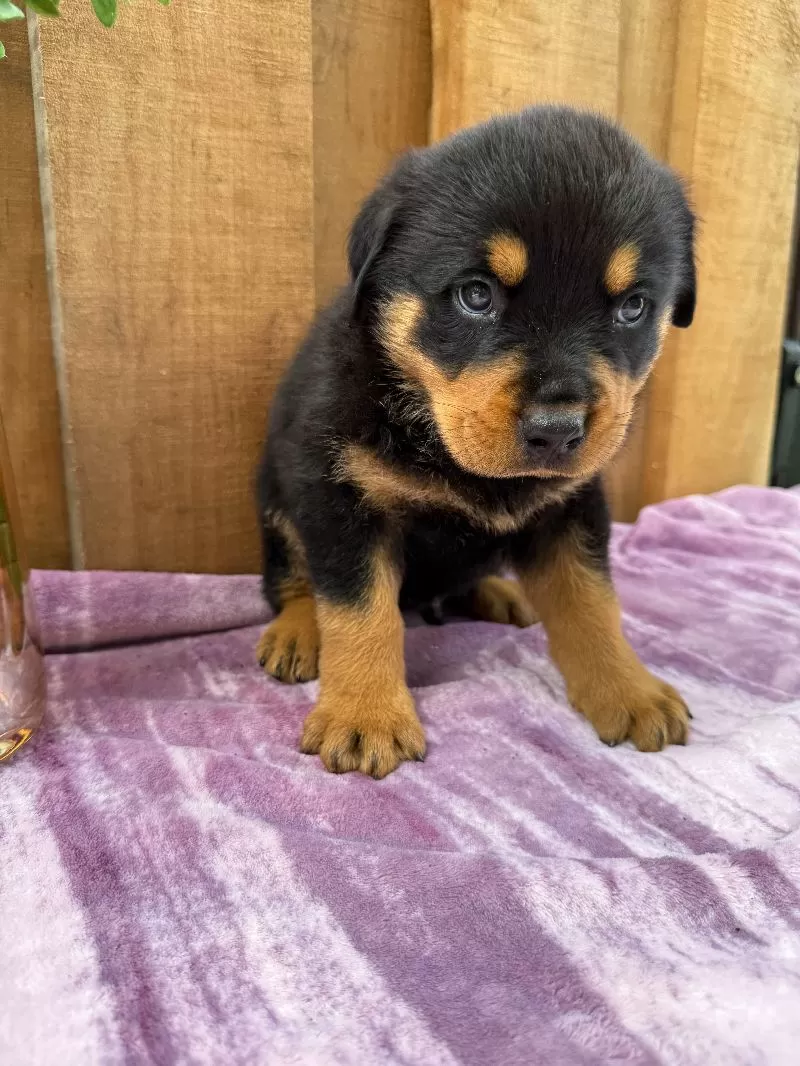 Scout