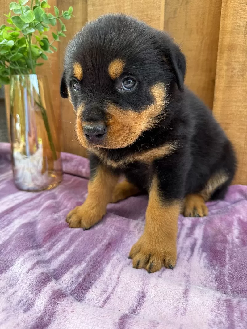 Scout