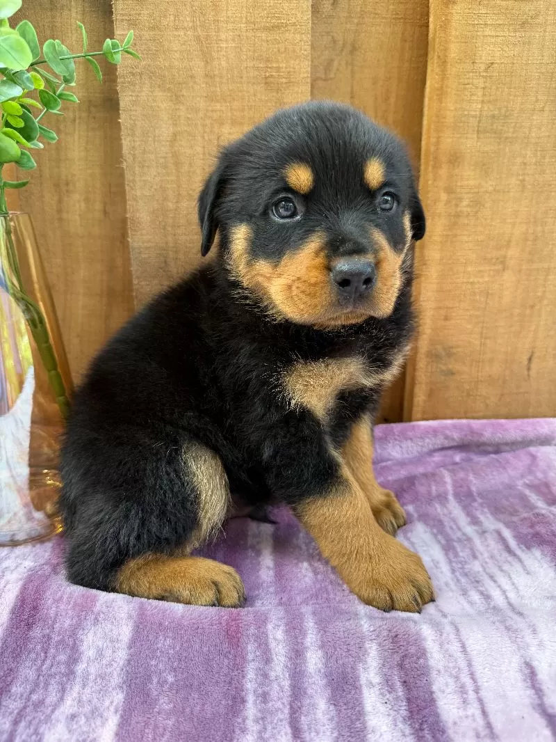 Scout
