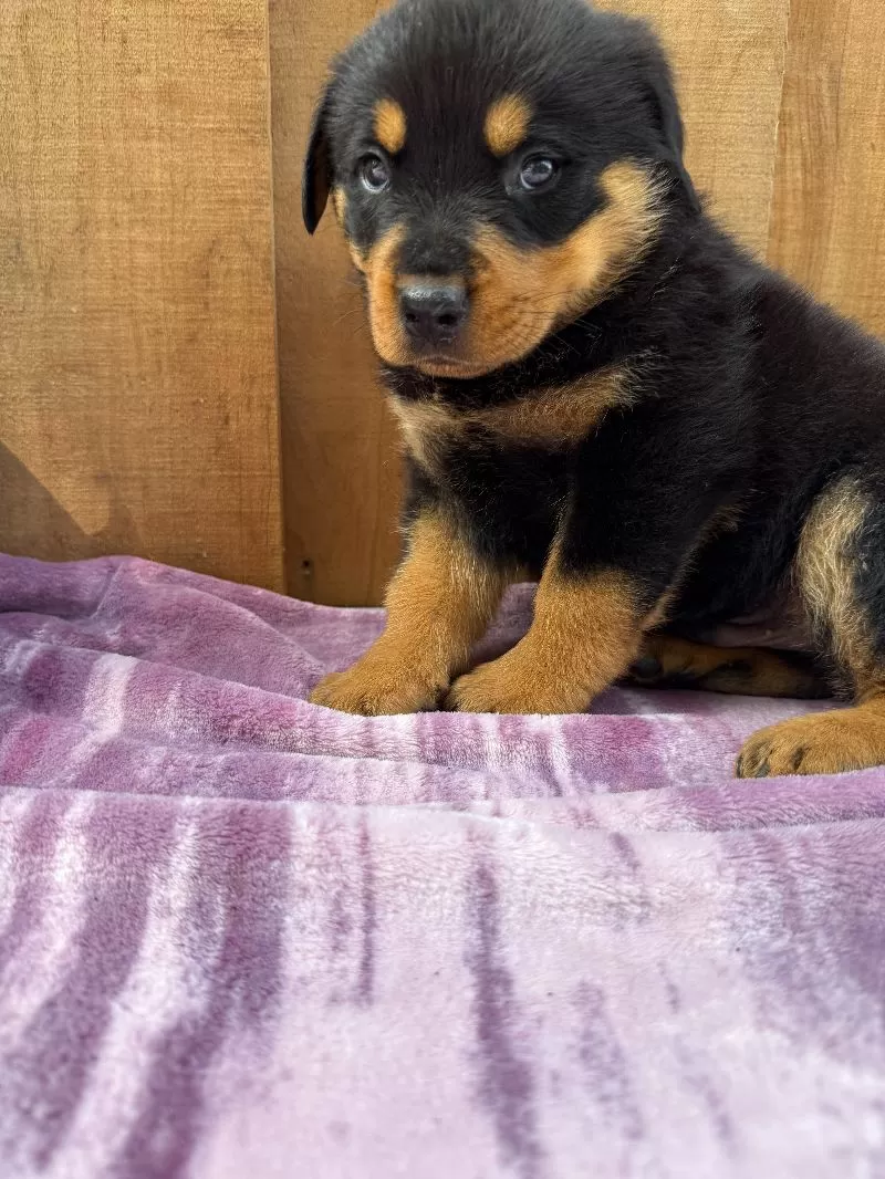 Scout