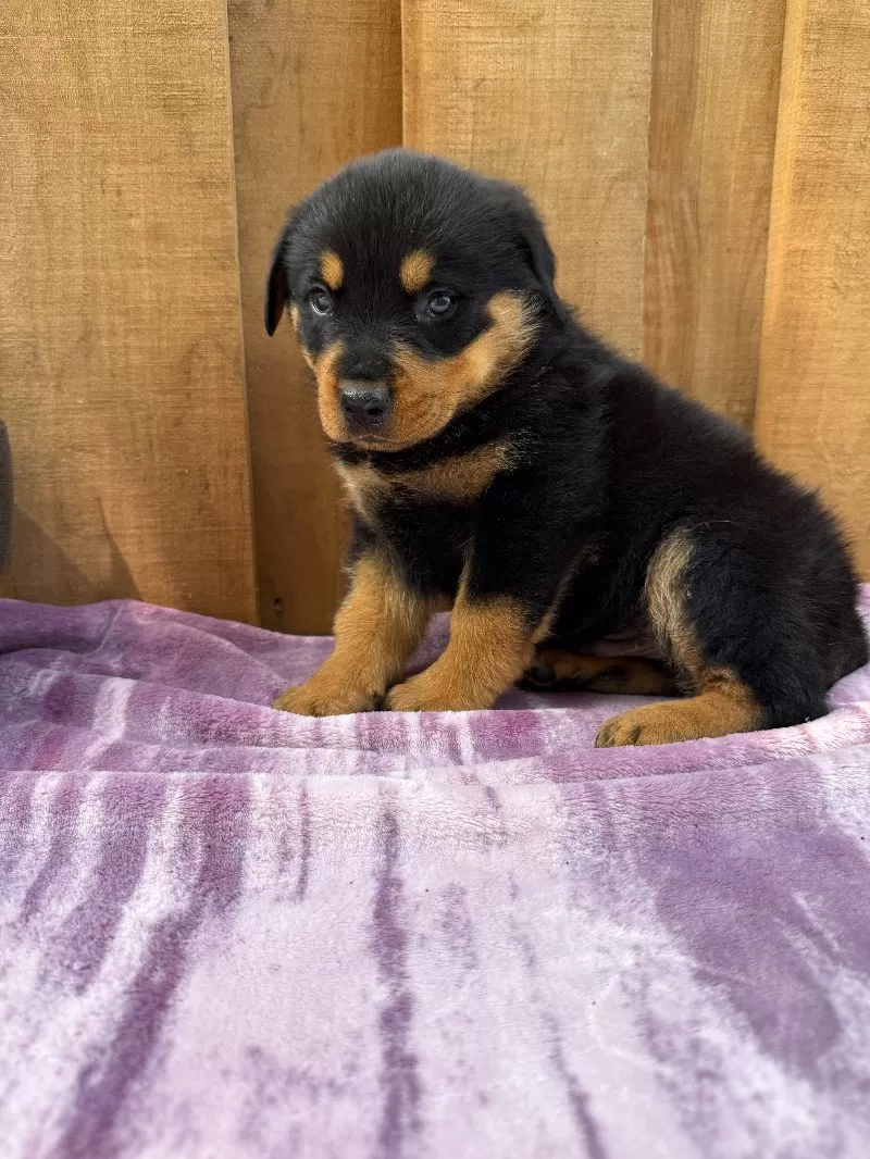 Scout