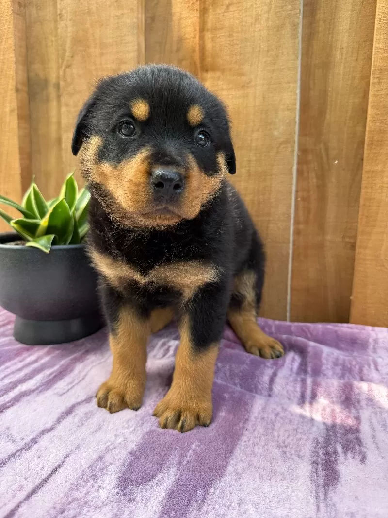 Scout