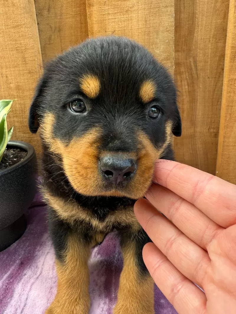 Scout