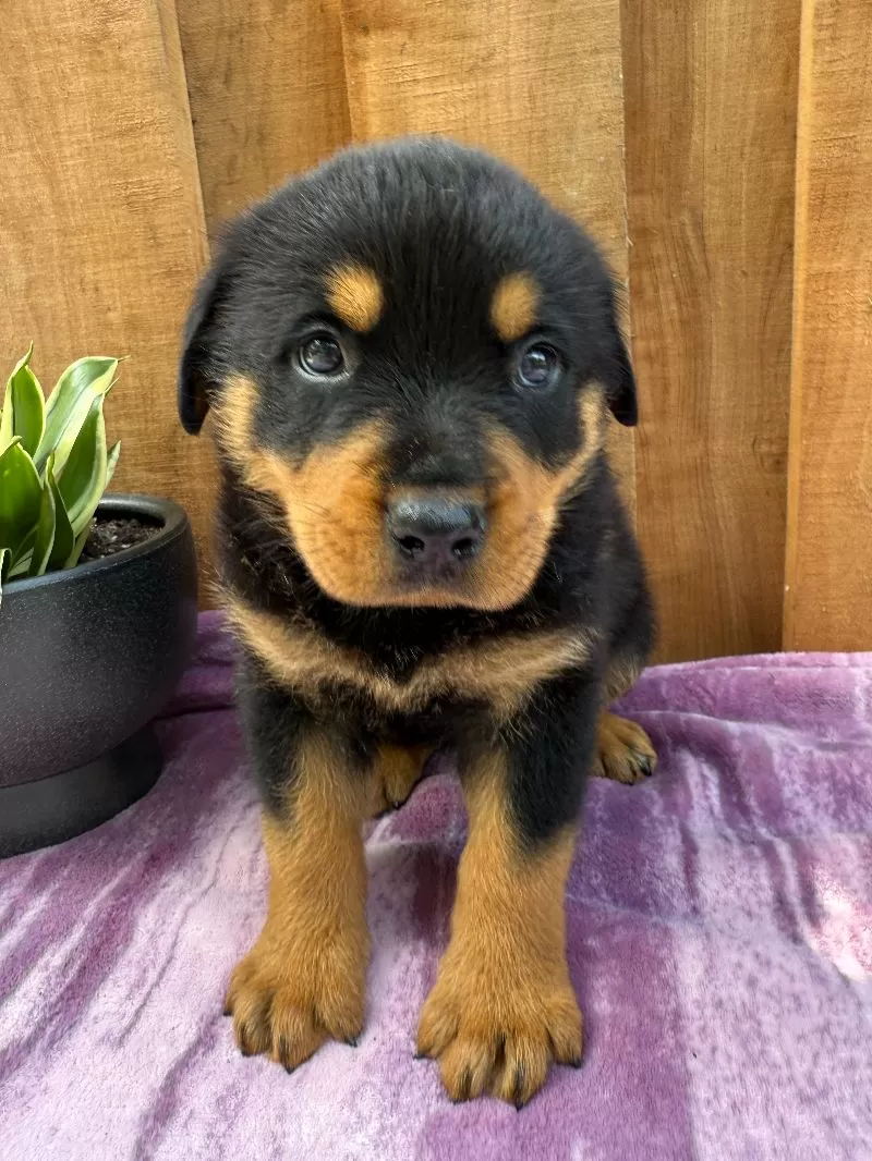 Scout