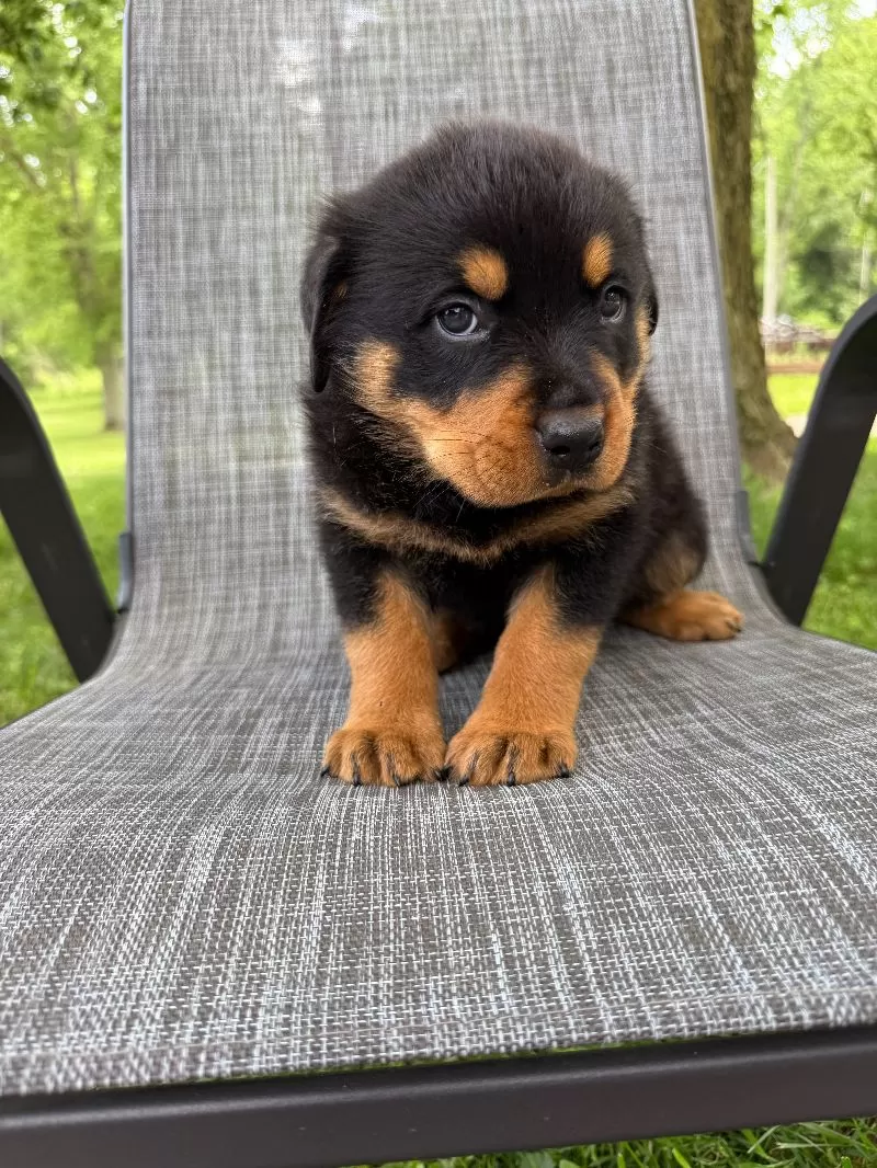 Scout