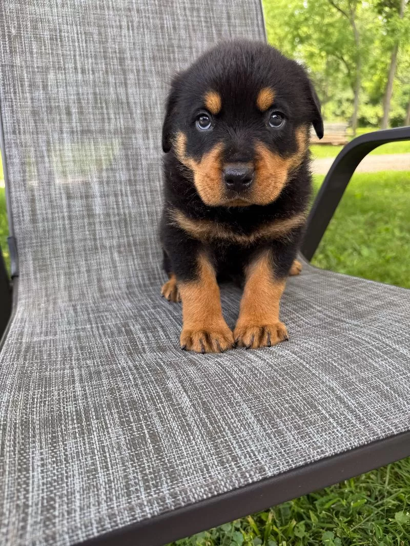 Scout