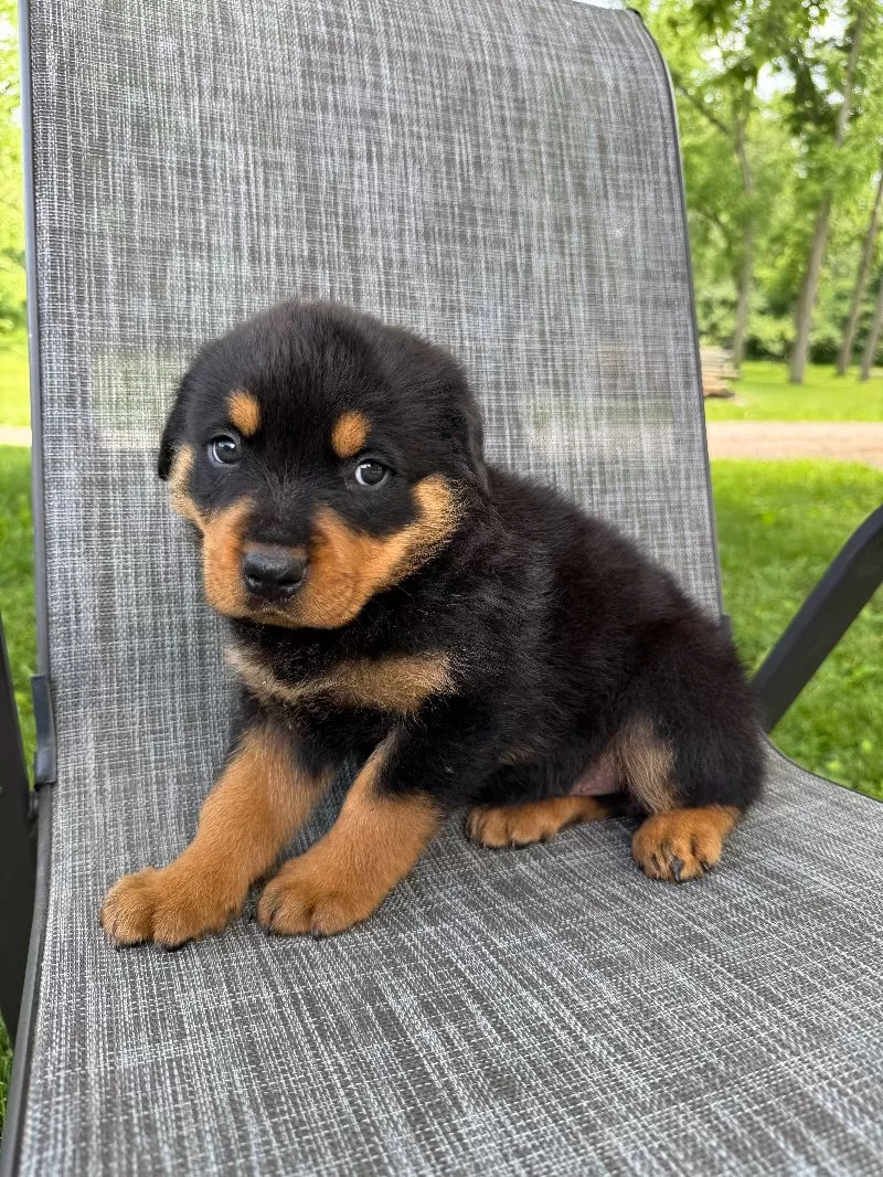 Scout