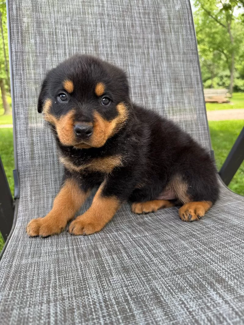 Scout
