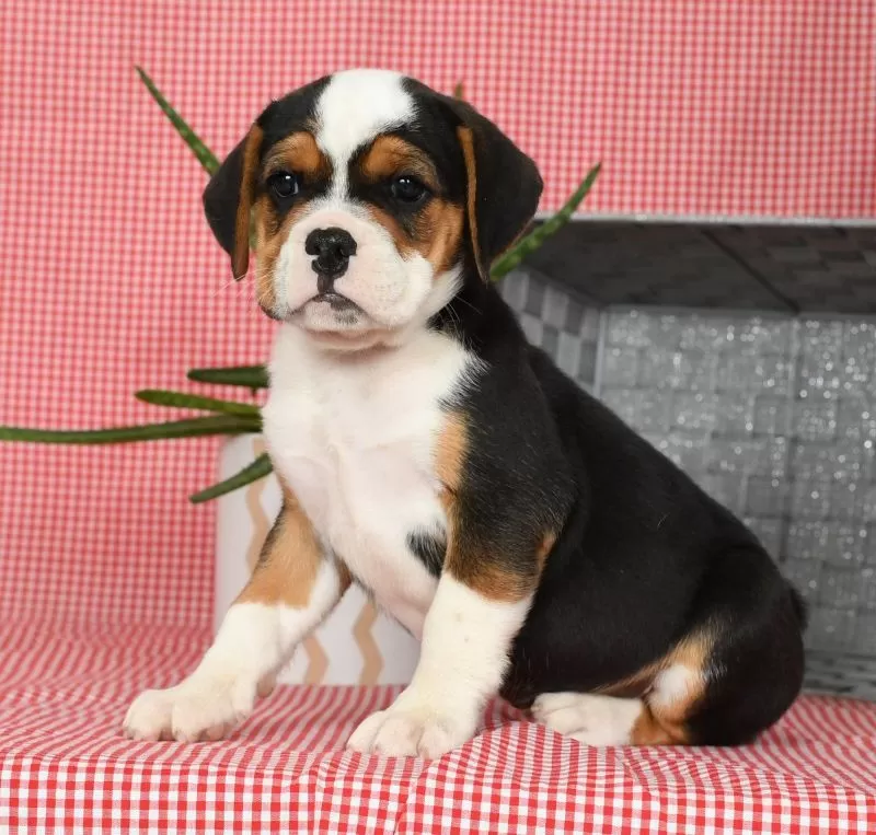 Winnie