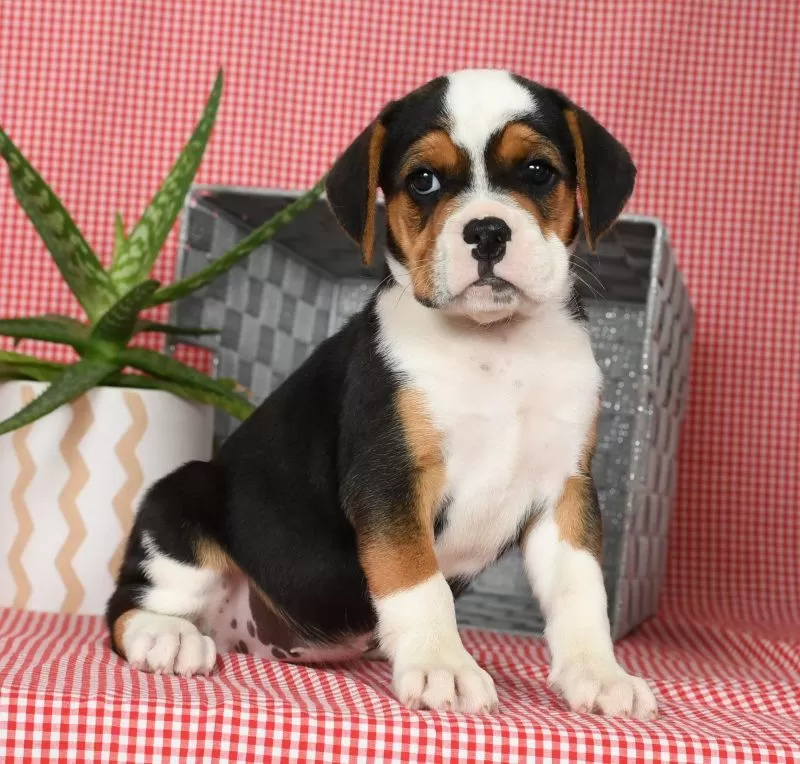 Winnie