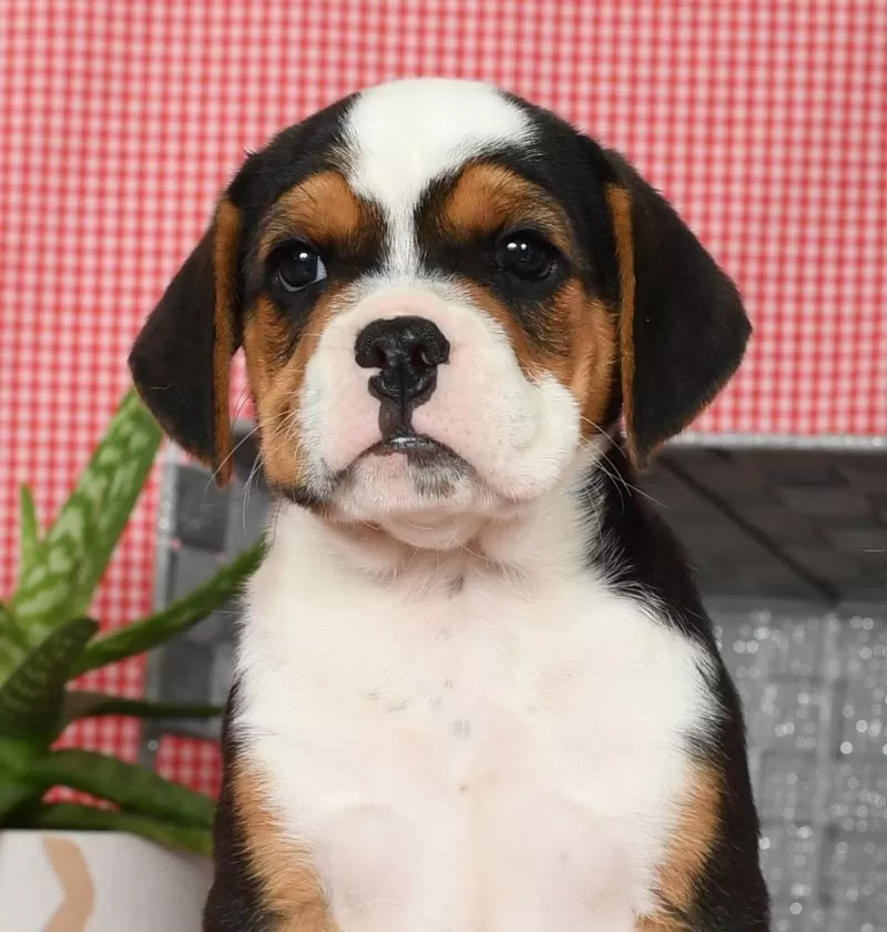 Winnie