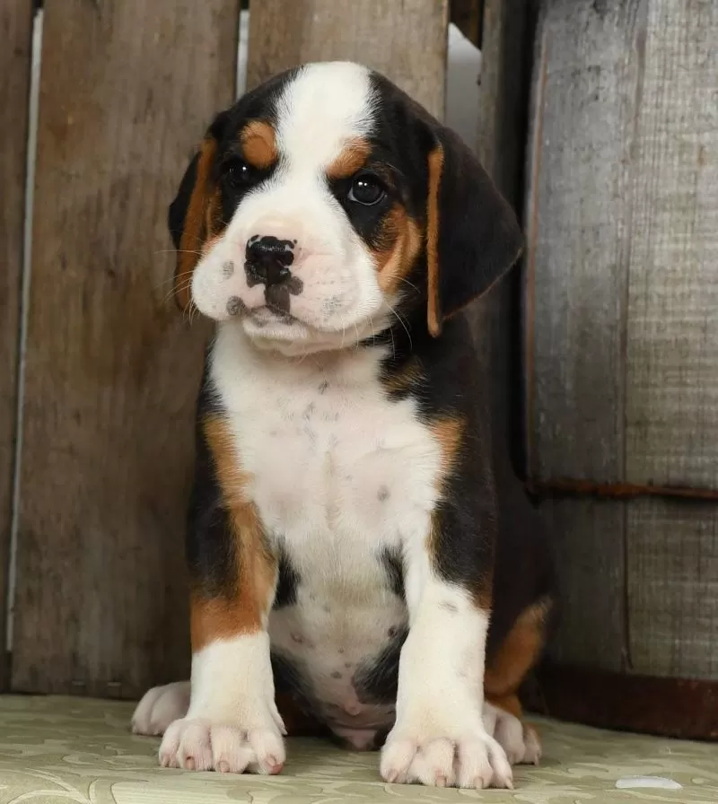Winston