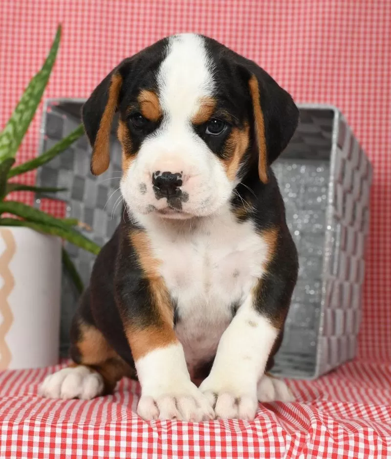 Winston
