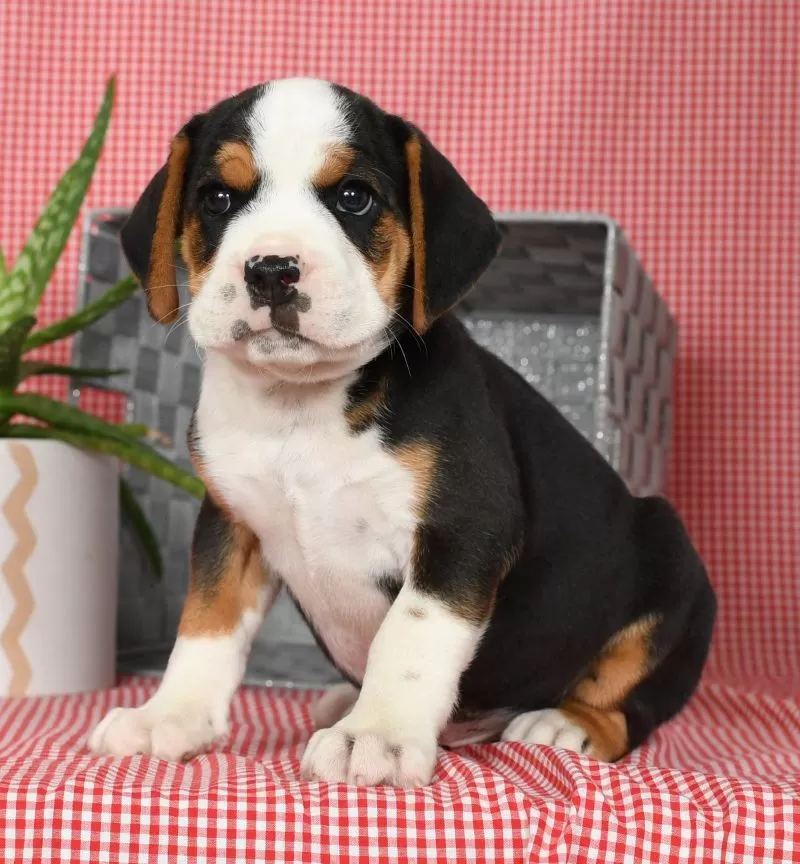 Winston