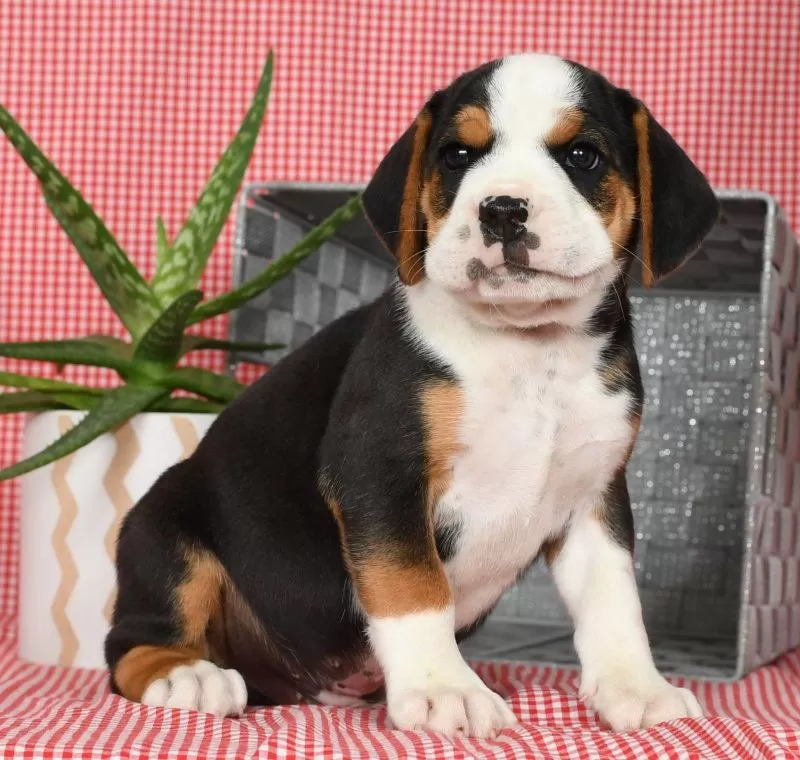 Winston
