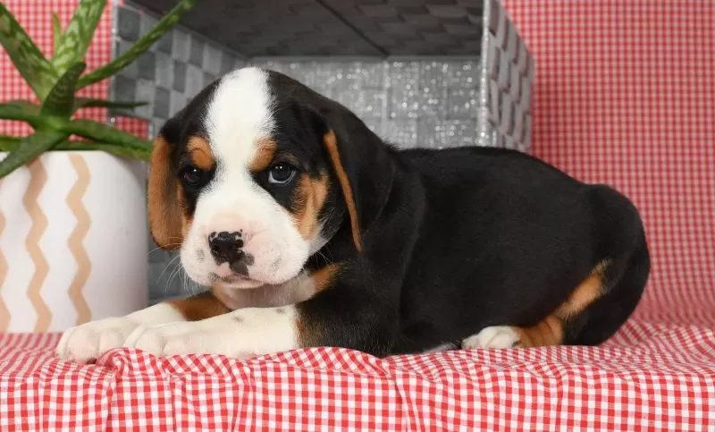 Winston