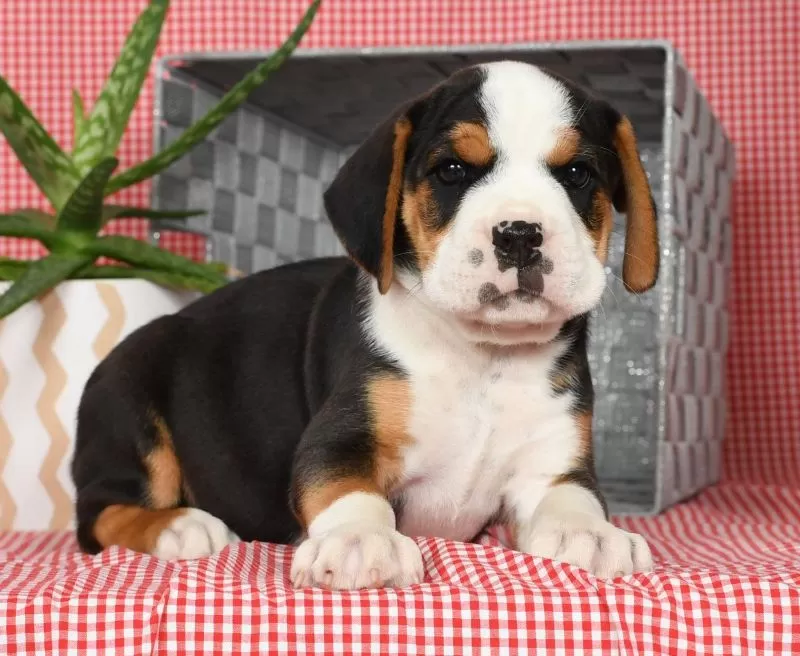 Winston