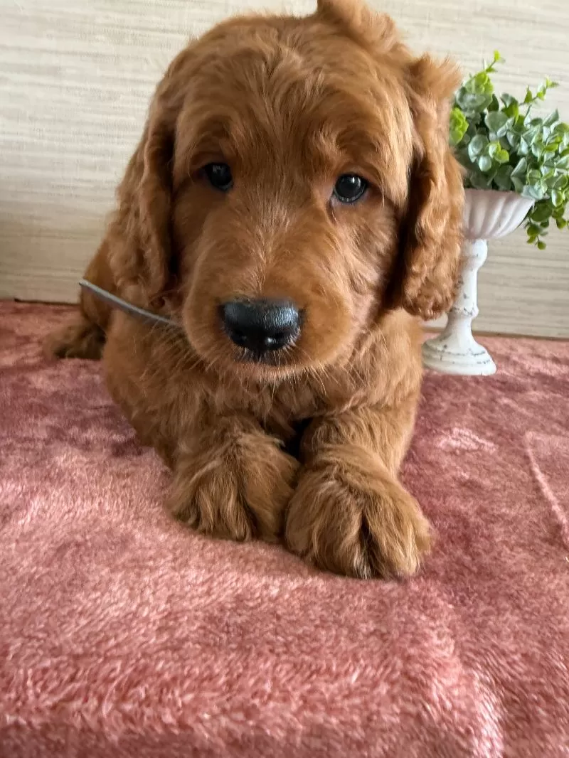 Victor