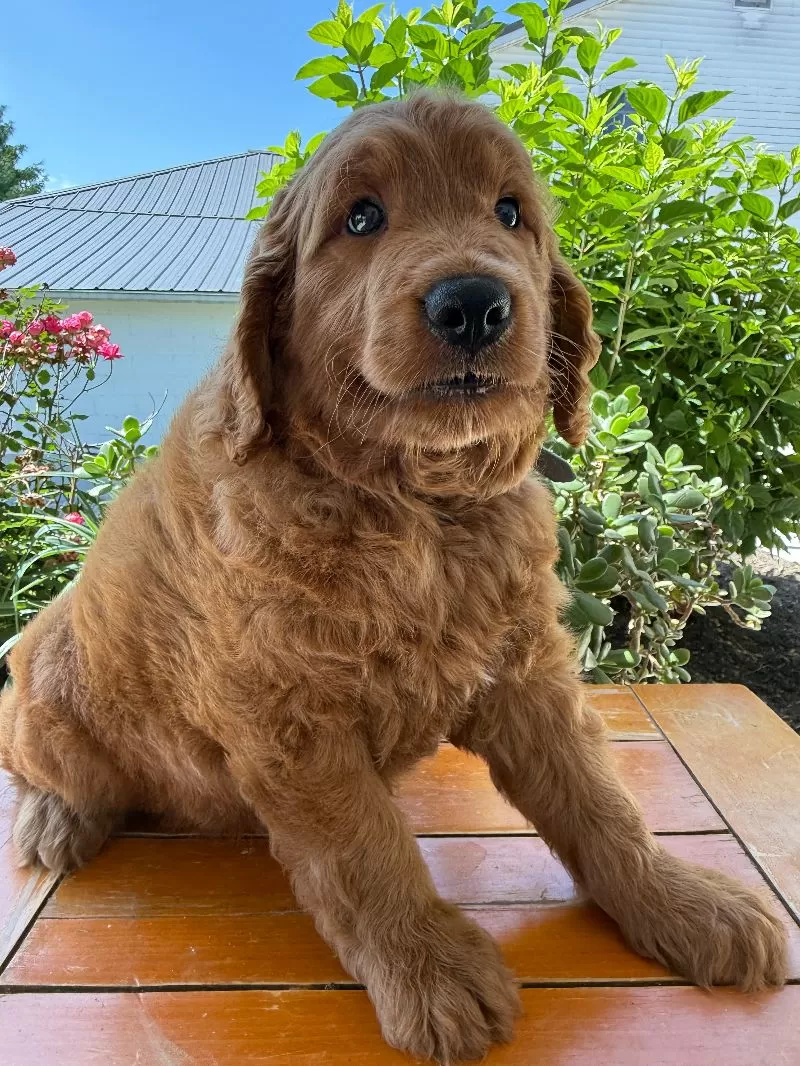 Victor