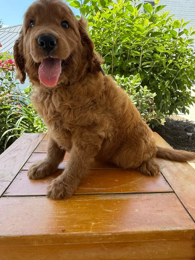 Victor