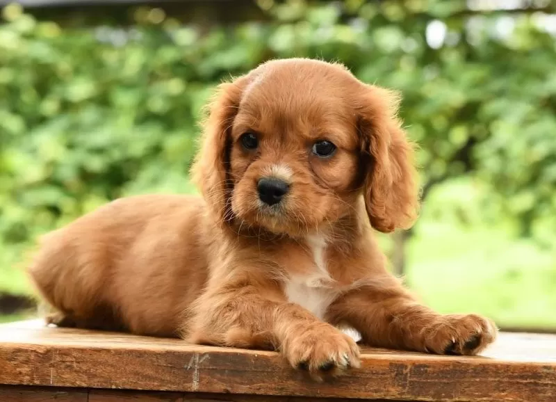 Chloe